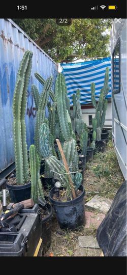 cactuses 🌵