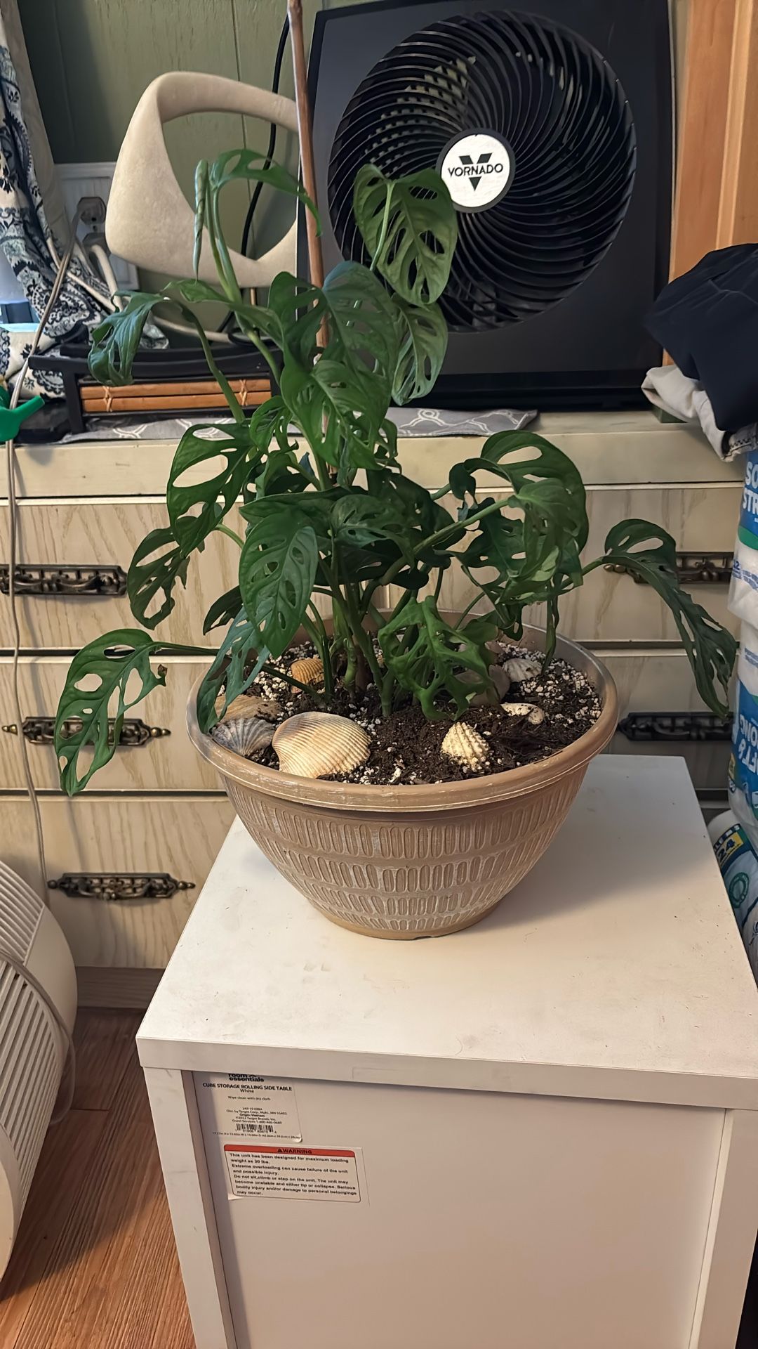 Swiss Cheese Plant