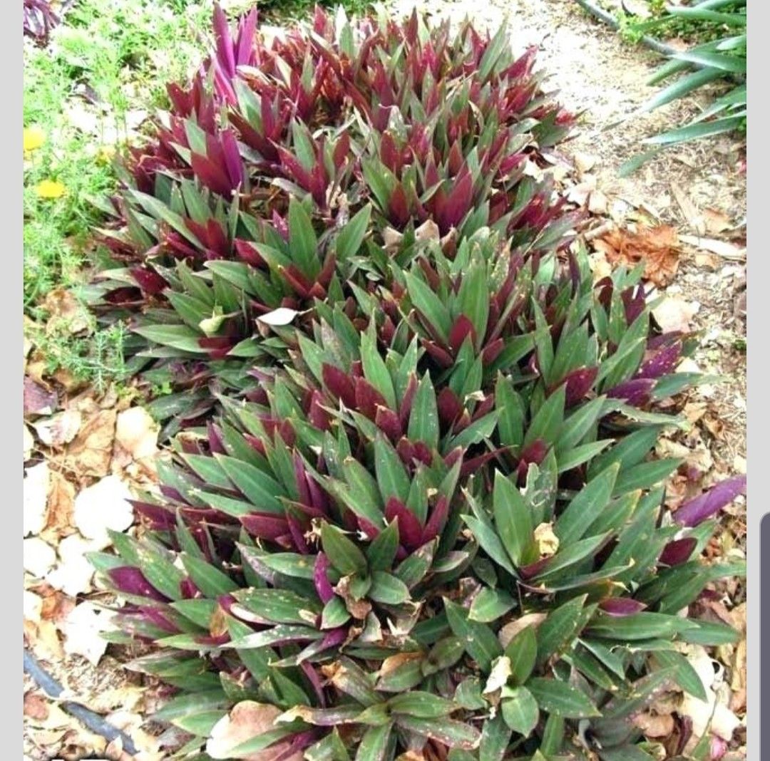 Dwarf Oyster Plants indoor or outdoor