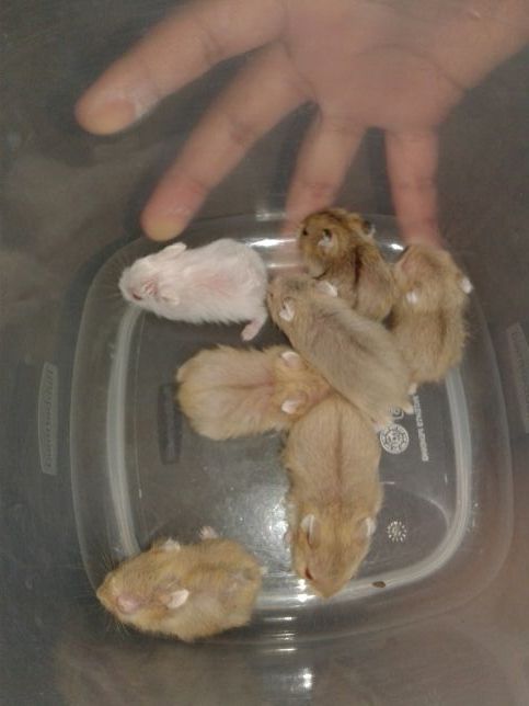 Baby hamsters