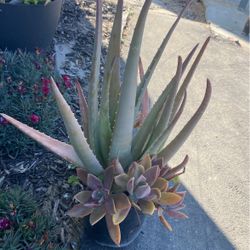Suculentas Y Savila, Aloe and Succulents. 