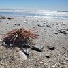 Beach Treasures