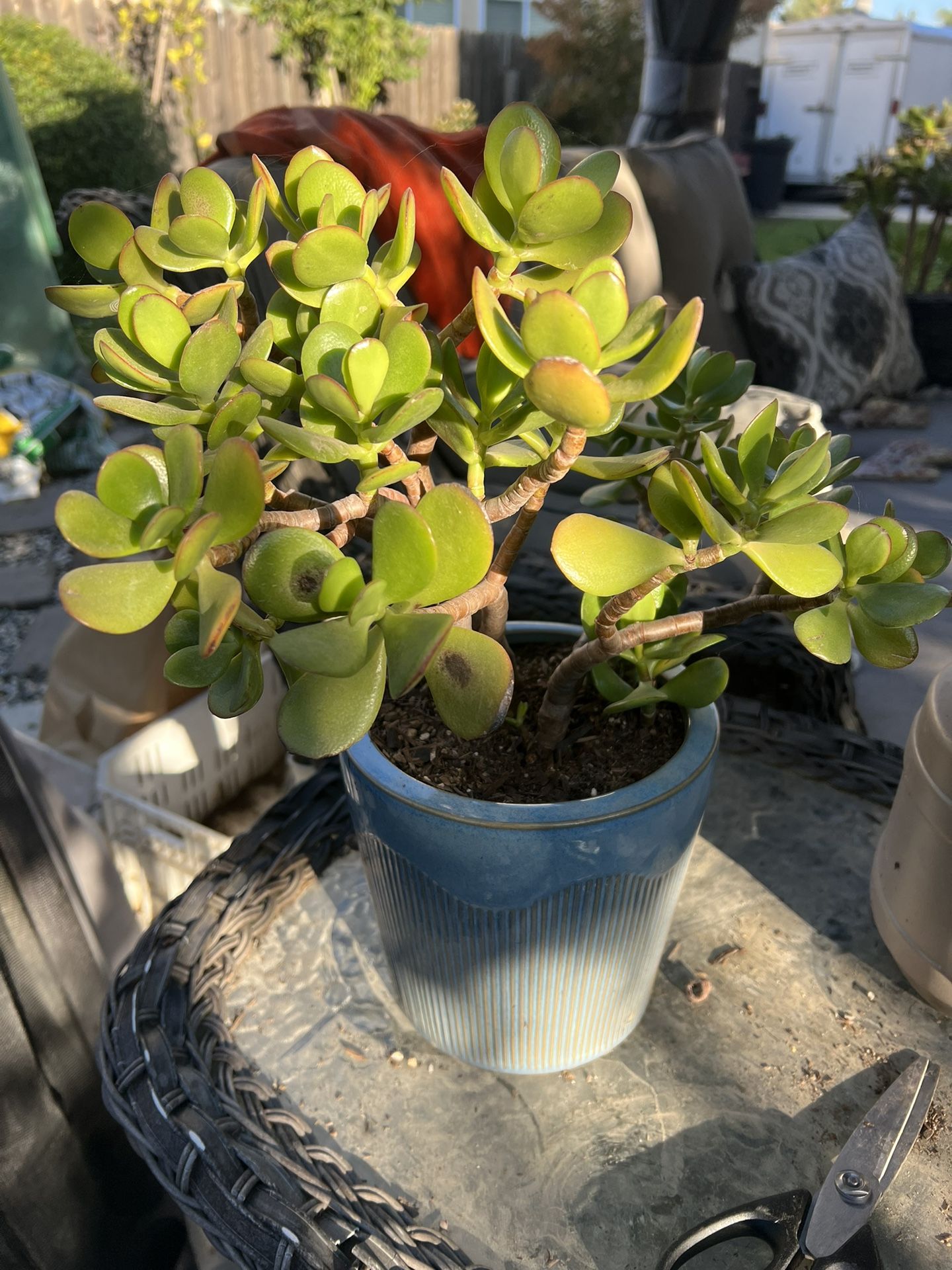 Jade Succulent
