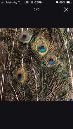 Peacock feathers