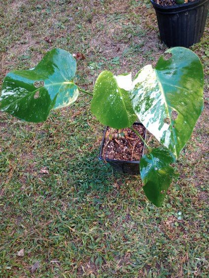 Variegated Monstera Albo Plant