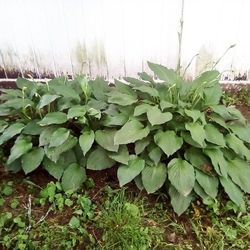 Hostas $40. Per Separated Bunch