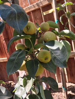 Pears trees.