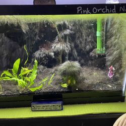 5  and 10 Gallon Aquariums. Filter And Heater Included. Reason I Have 8 Tanks And Time To Downsize. 