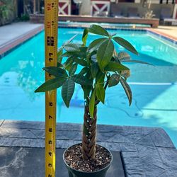 Braided money tree 2 for $18