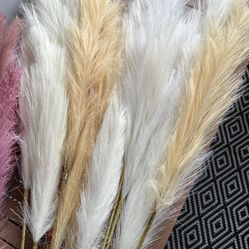 Assortment Colors Of pampas Grass 