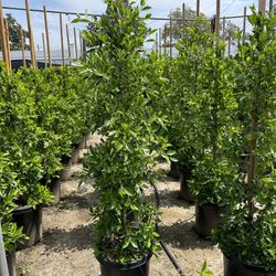 Ficus Nitida Indian Laurel Privacy Hedge