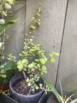 Elephant food, jade 1 gallon