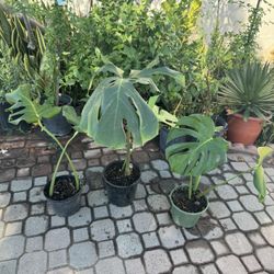 Monstera Plant 25$ Each