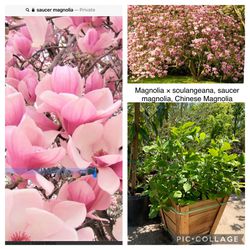 Magnolia soulangeana, saucer magnolia, Chinese Magnolia Tree 24” Box 