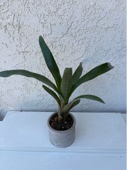 Bromeliad Neoregelia