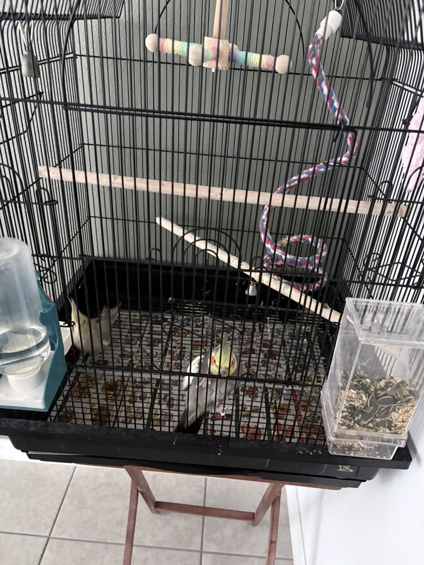 Cage Everything Including 