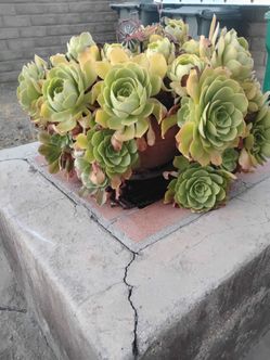 Plant 25