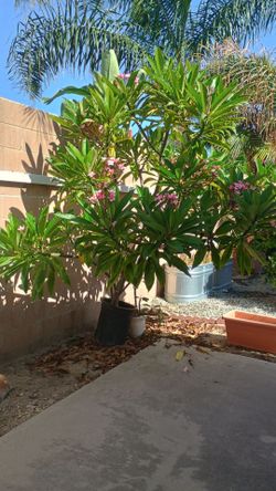 Palmeria plant