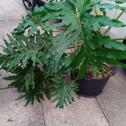 Beautiful Selloum Philodendron with Tropical Tree 