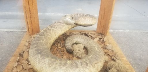 VINTAGE TAXIDERMY REPTILE