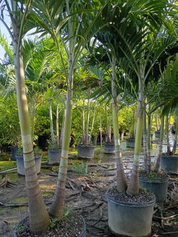 Christmas Palms  About 8 Feet Tall Instant Privacy Hedge For Fence 