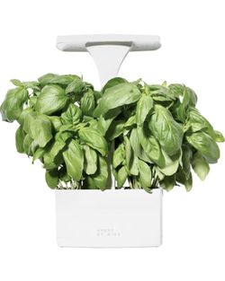Indoor Planter, with Basil Seeds, White