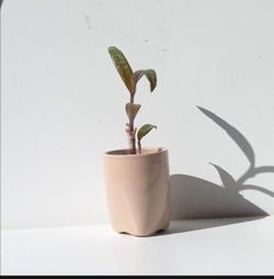 Rare Leopard peace Lily Plant/ House Plant/ Indoor Plant Flower Patio Garden