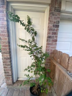 Crape Myrtle Pink