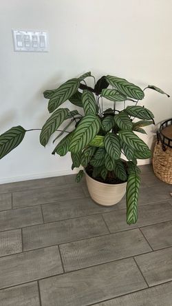 Large Calathea Plant in beige pot