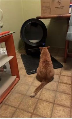 Litter robot 4