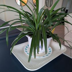 Medium Size Spider Plants 
