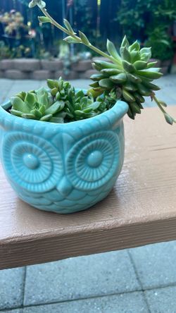 Succulent Plant Drought Tolerant