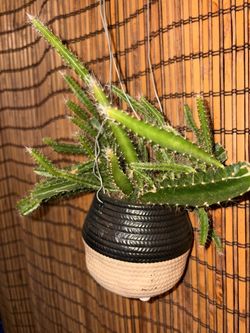 Dog tail cactus 🌵 💕