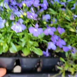 FLOWER SALES @ the Farm-In 6 Packs Or Pots