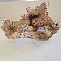Fossilized Coral 