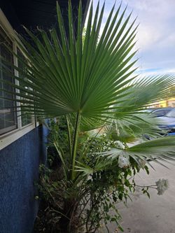 Free Palm tree