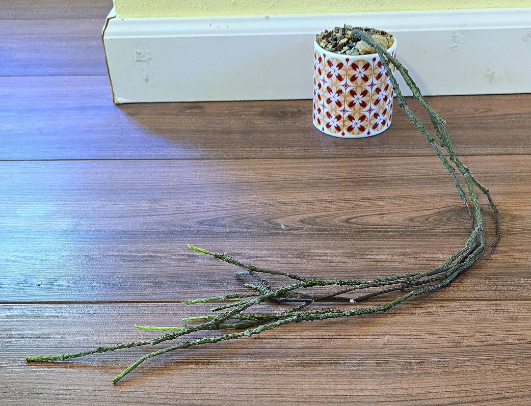 RARE! Potted Cynanchum Marnierianum Aka The Dead Stick Plant 