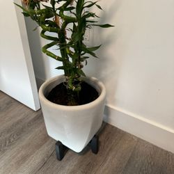 Lucky Bamboo Plant With Pot 