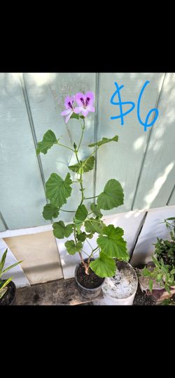 Plant
