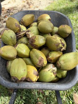 Organic Cocos