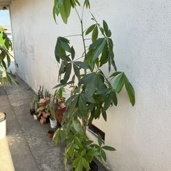 Money Tree Over 5ft