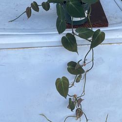 Philodendron Mican - Well Rooted