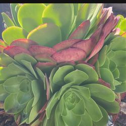 Aeonium Succulents 