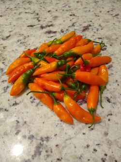 Chile Pepper Seeds