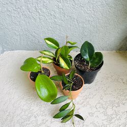Hoyas Plants All For $15 