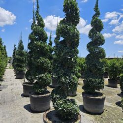 Spiral Topiaries Huge Tress