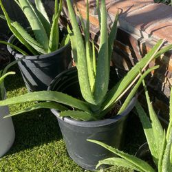 Sabila Aloe Vera Plants