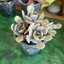 Small Succulent Cutting 