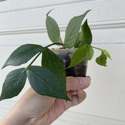 Beautiful Hoya Polyneura Plant