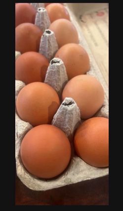 FARM FRESH EGGS 